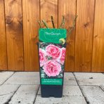 Ruža veľkokvetá (Rosea) ´THE QUEEN´ - výška 10-20 cm, P11